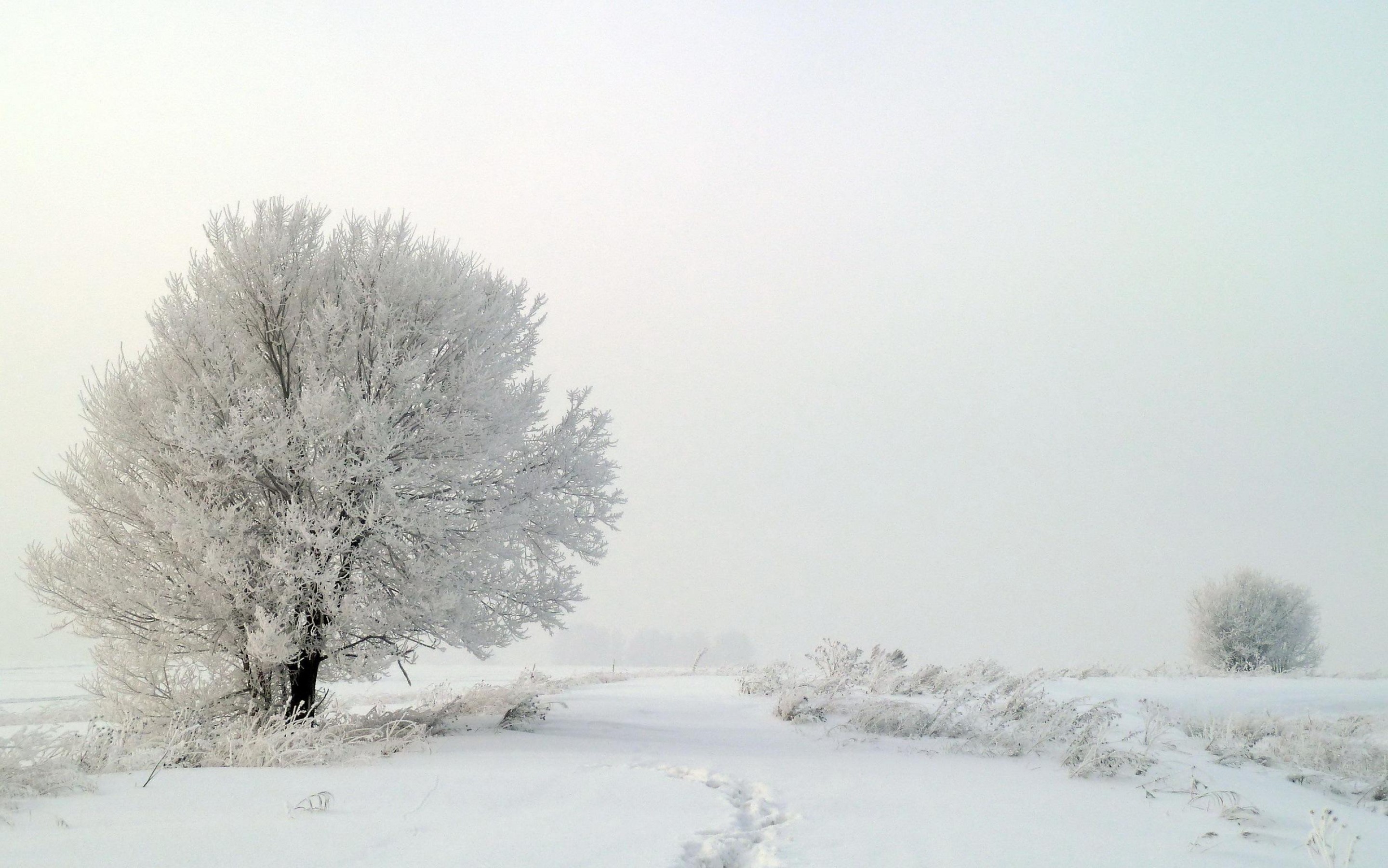 Snow is beautiful. Зимнее дерево. Белый заснеженный пейзаж. Деревья в снегу. Белый снег.